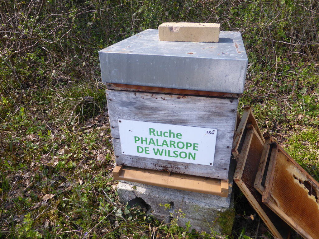 La ruche Phalarope de wilson