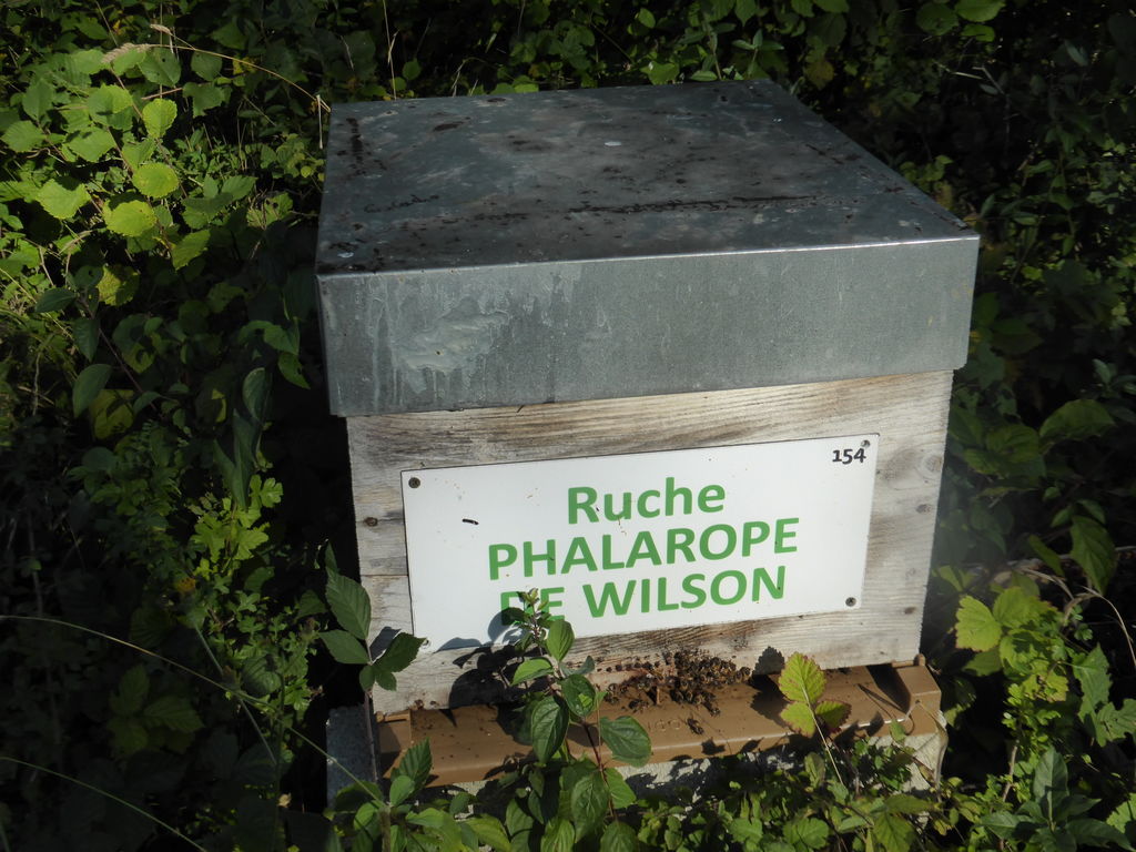 La ruche Phalarope de wilson