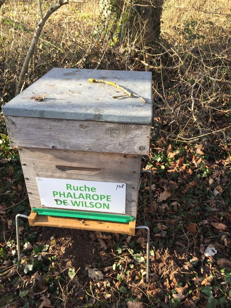 La ruche Phalarope de wilson