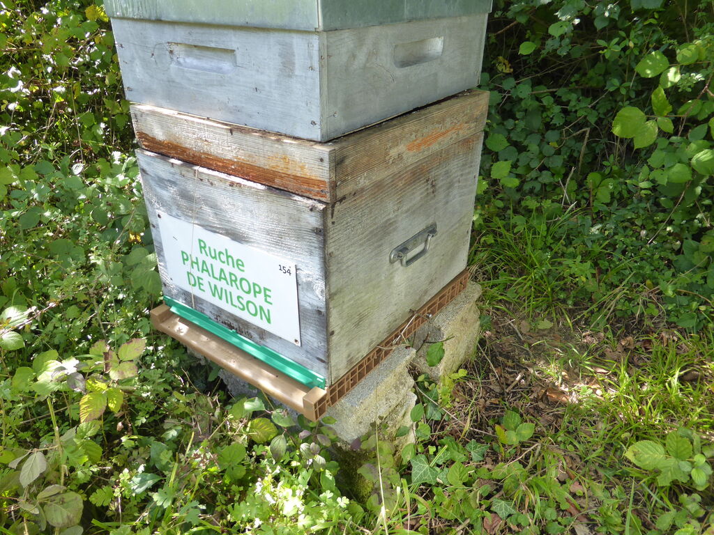 La ruche Phalarope de wilson