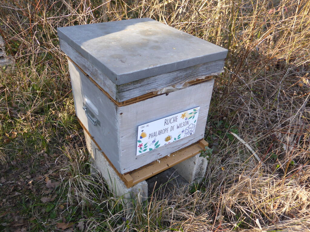 La ruche Phalarope de wilson