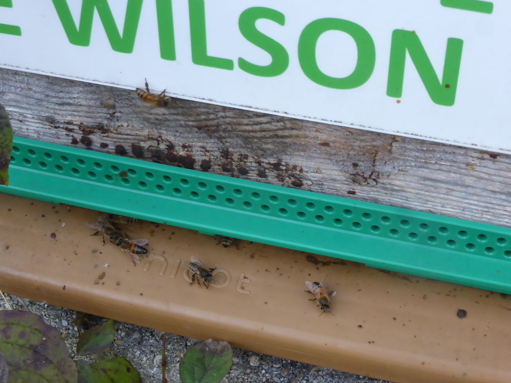 La ruche Phalarope de wilson
