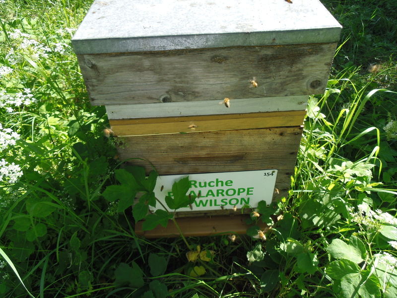 La ruche Phalarope de wilson