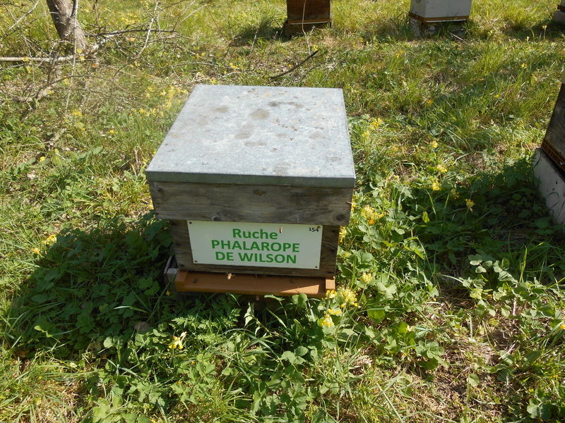 La ruche Phalarope de wilson