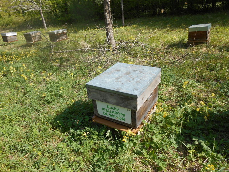 La ruche Phalarope de wilson