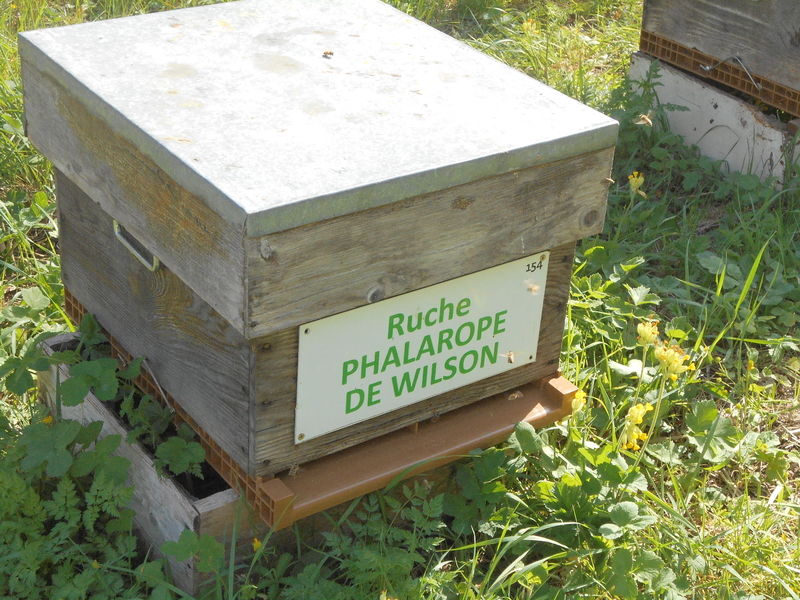 La ruche Phalarope de wilson