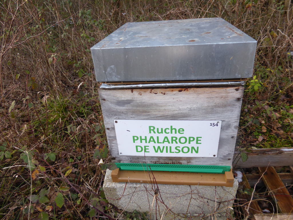 La ruche Phalarope de wilson