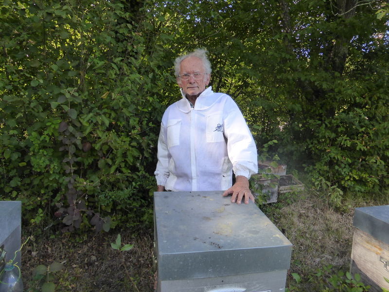 La ruche Phalarope de wilson