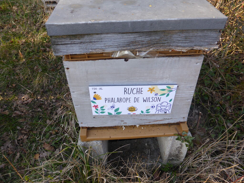 La ruche Phalarope de wilson