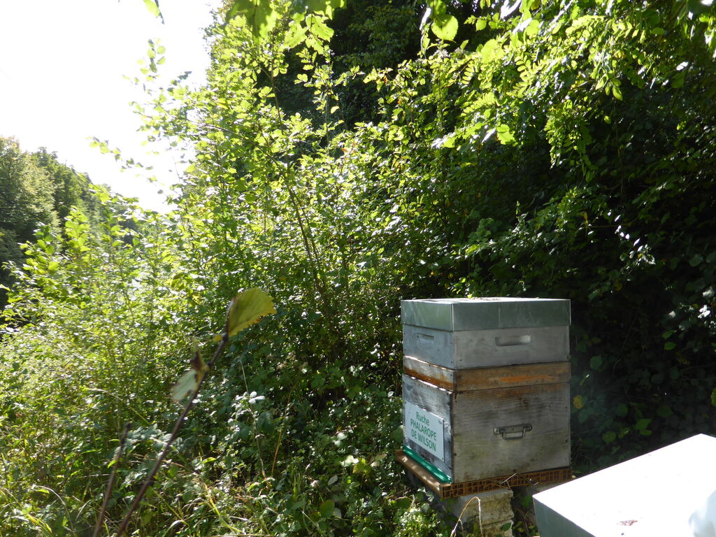 La ruche Phalarope de wilson