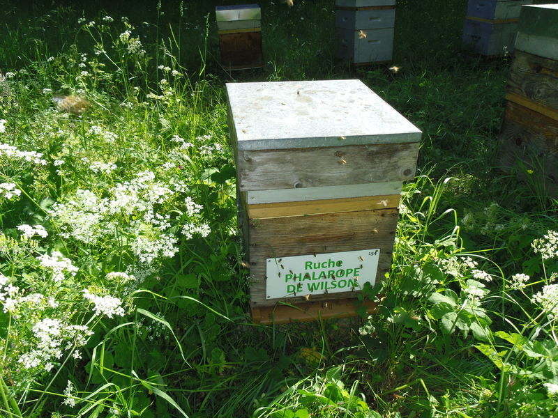 La ruche Phalarope de wilson