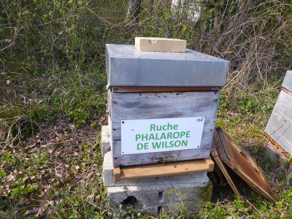 La ruche Phalarope de wilson