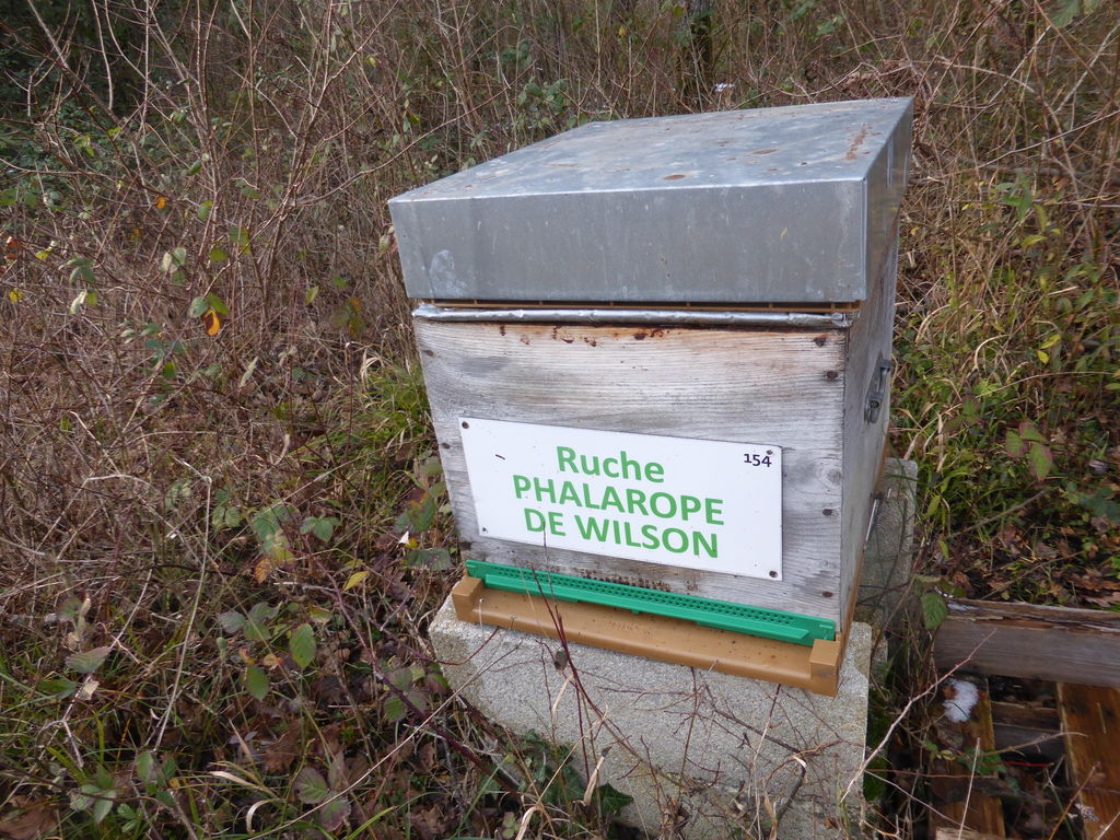 La ruche Phalarope de wilson