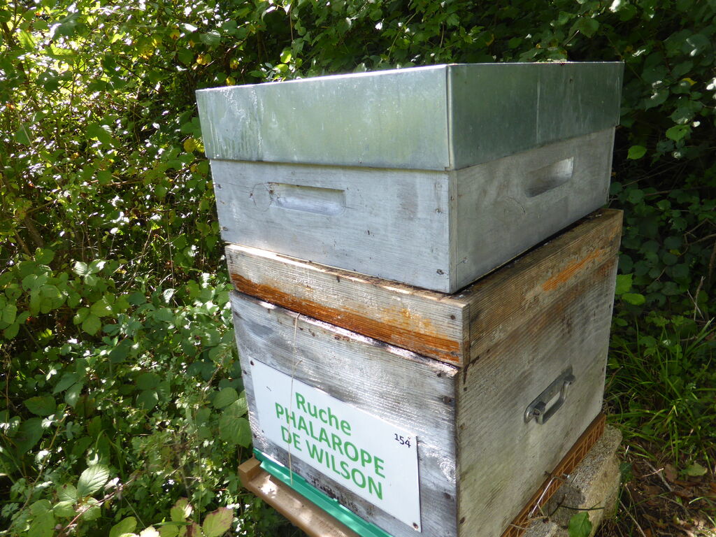 La ruche Phalarope de wilson