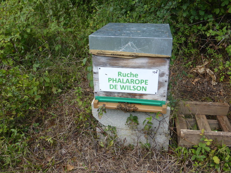 La ruche Phalarope de wilson