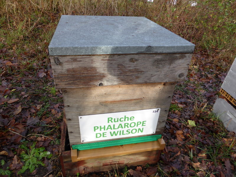 La ruche Phalarope de wilson
