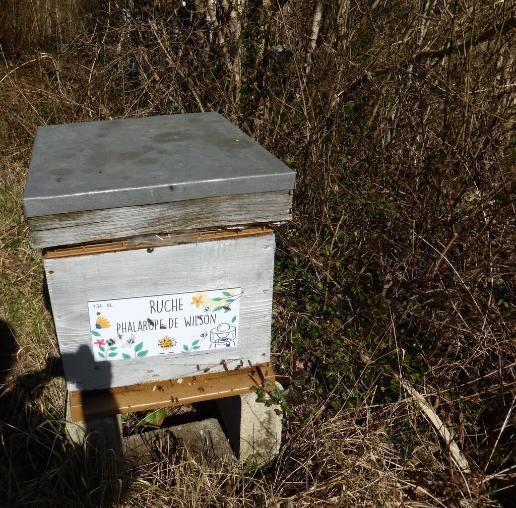 La ruche Phalarope de wilson
