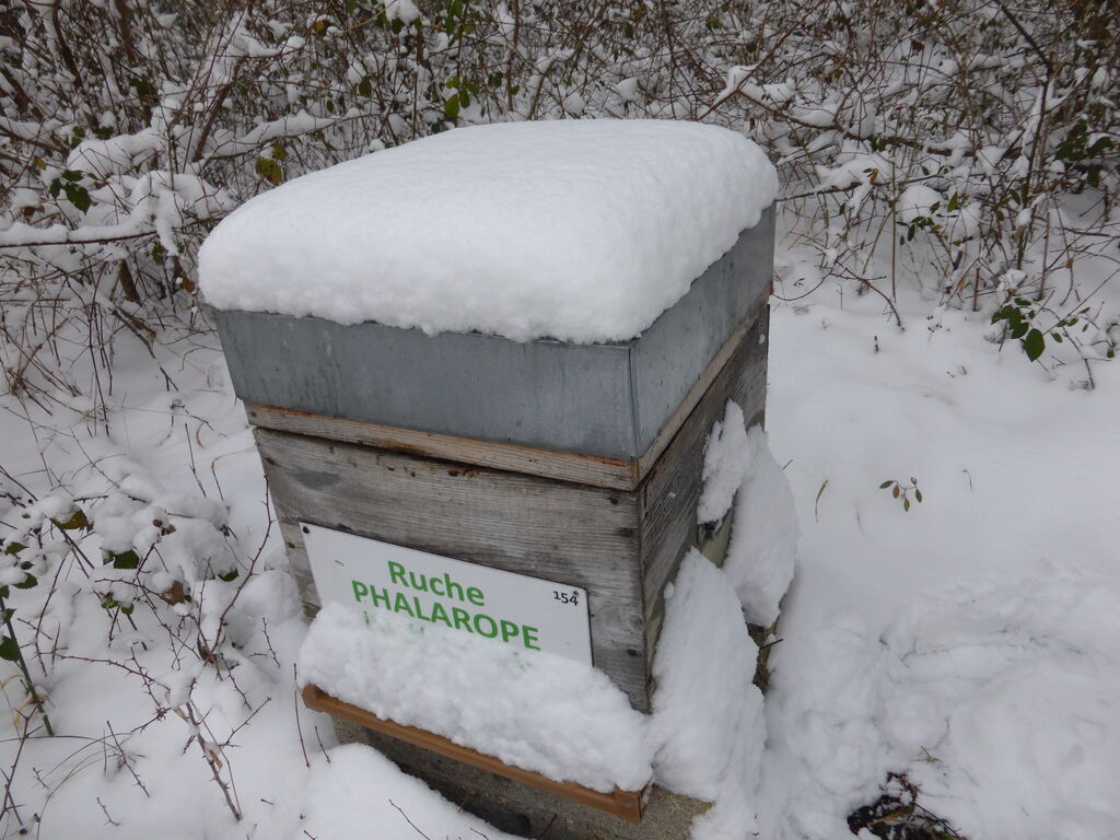 La ruche Phalarope de wilson