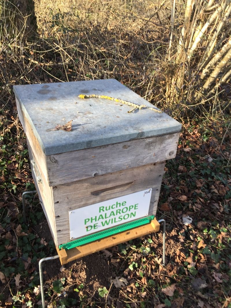 La ruche Phalarope de wilson