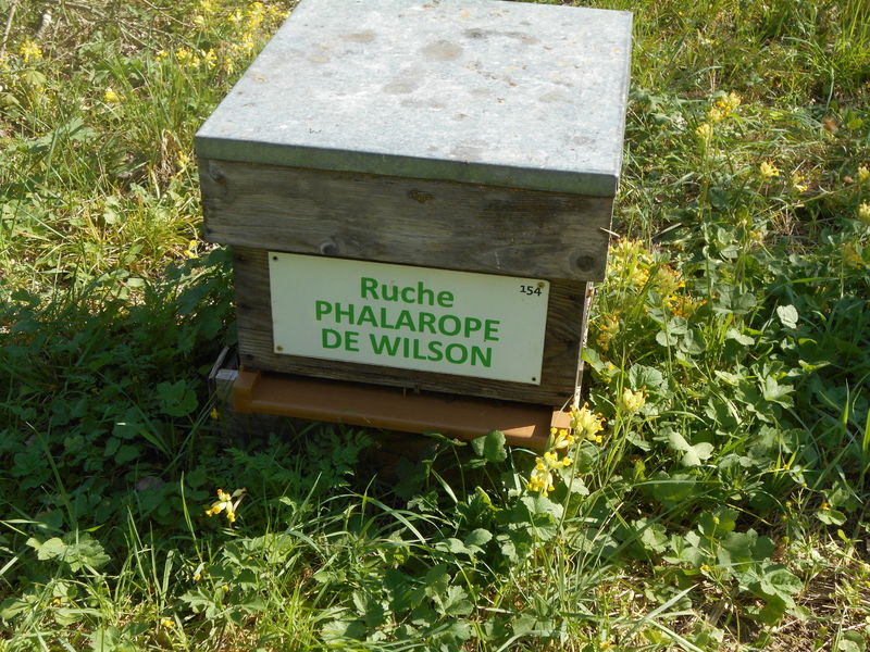 La ruche Phalarope de wilson
