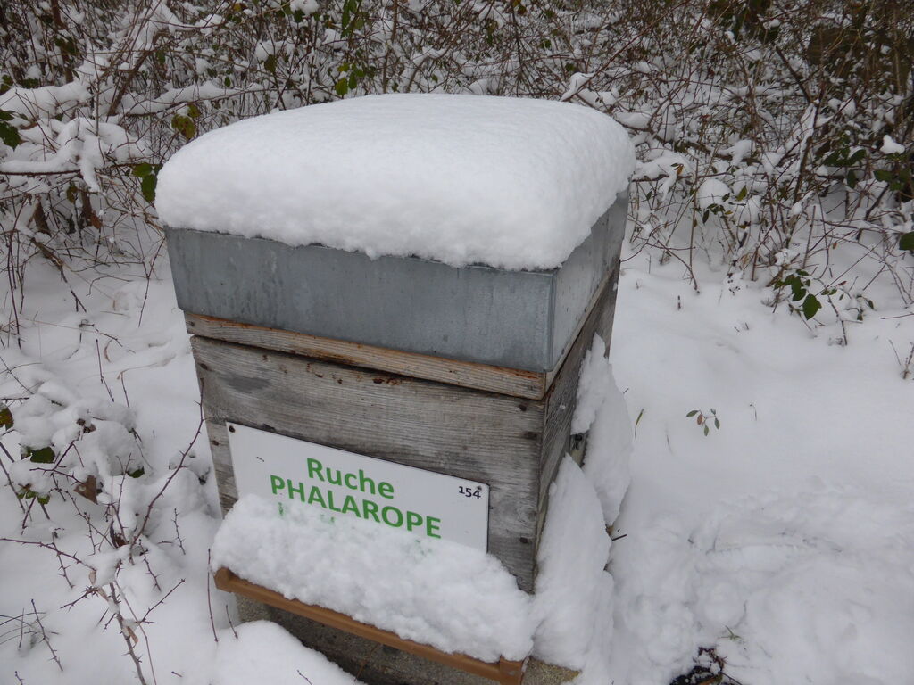 La ruche Phalarope de wilson