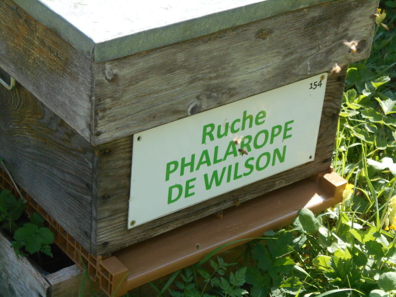 La ruche Phalarope de wilson