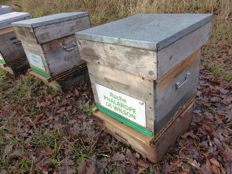 La ruche Phalarope de wilson