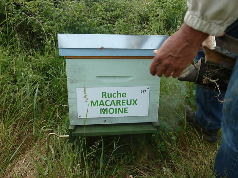 La ruche Macareux moine
