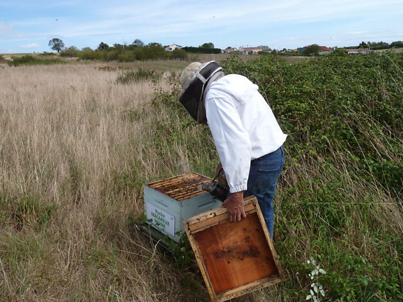 La ruche Macareux moine