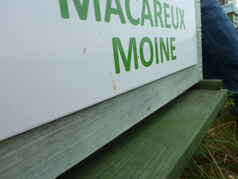 La ruche Macareux moine