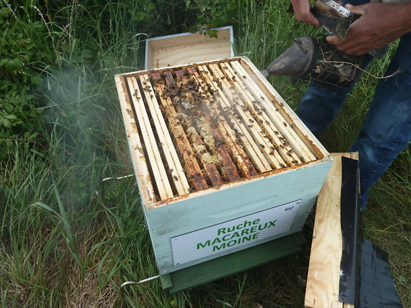 La ruche Macareux moine
