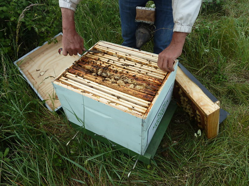 La ruche Macareux moine