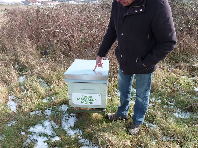 La ruche Macareux moine