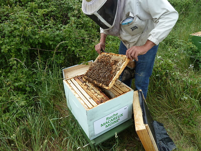 La ruche Macareux moine
