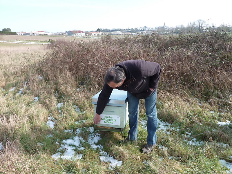 La ruche Macareux moine
