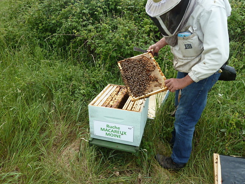 La ruche Macareux moine
