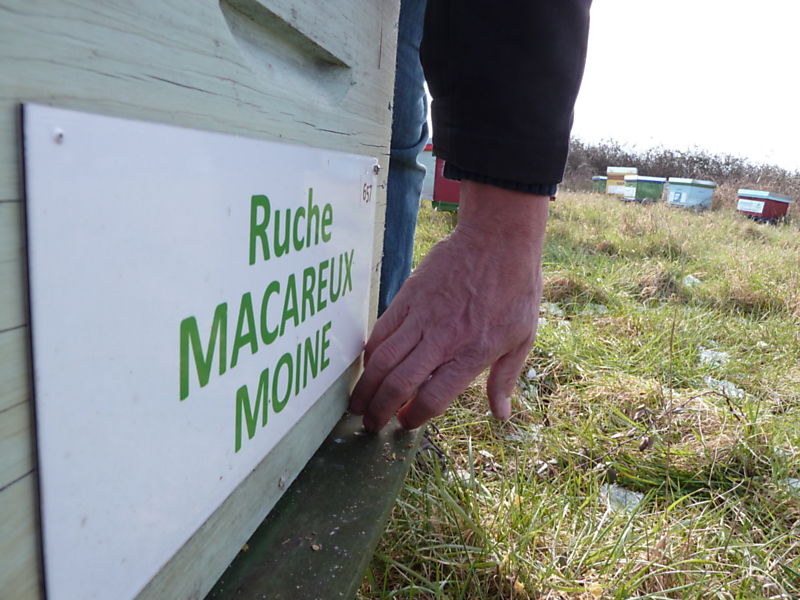 La ruche Macareux moine