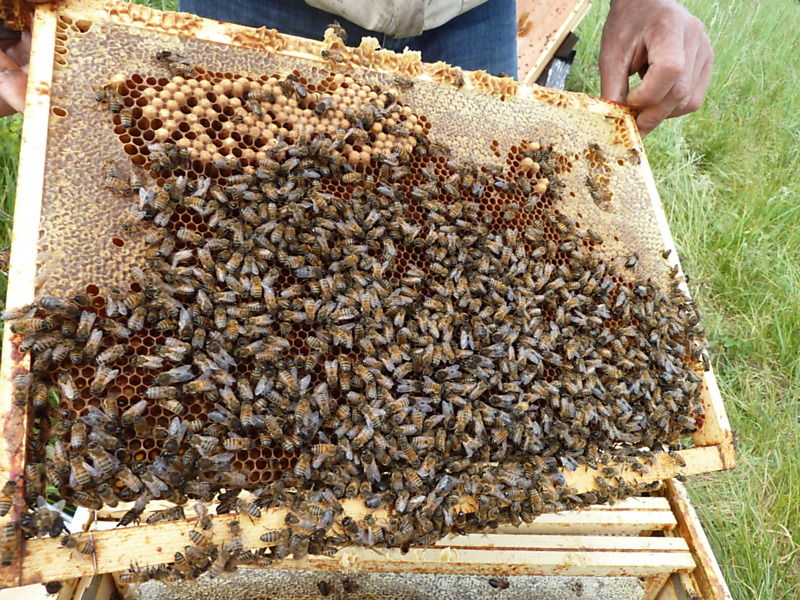 La ruche Macareux moine