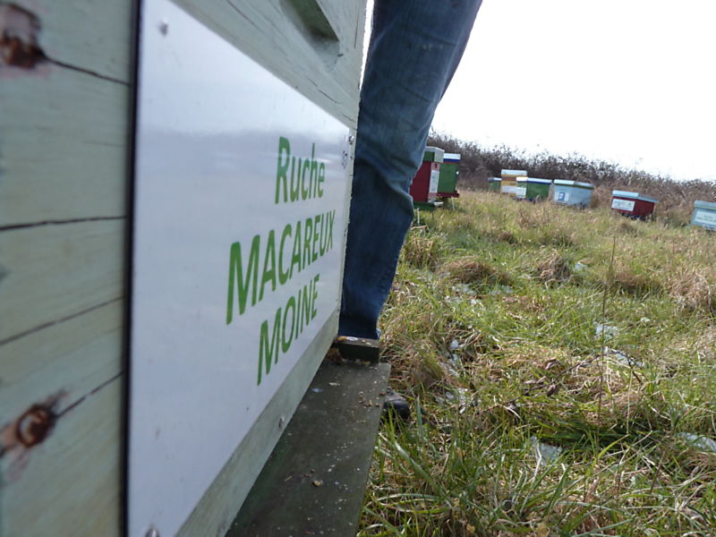 La ruche Macareux moine