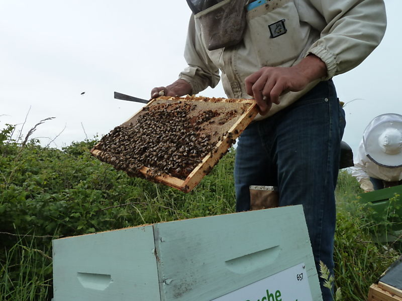 La ruche Macareux moine