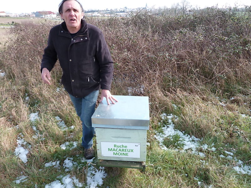 La ruche Macareux moine