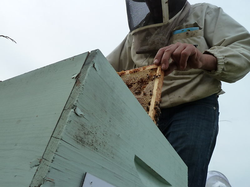 La ruche Macareux moine