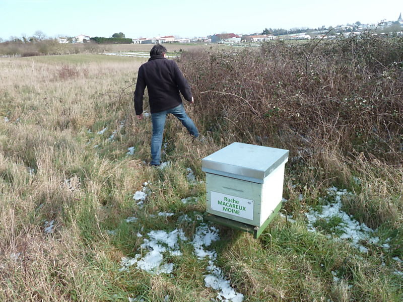 La ruche Macareux moine