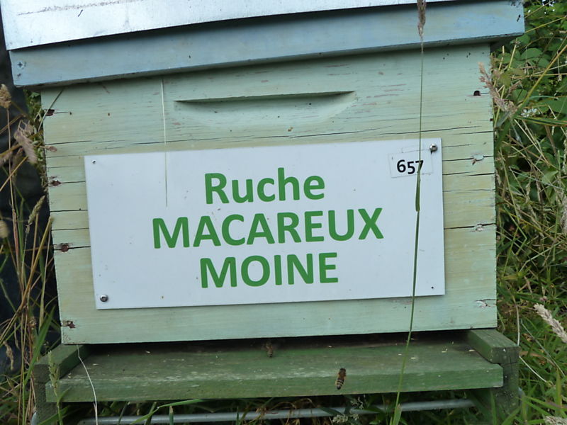 La ruche Macareux moine