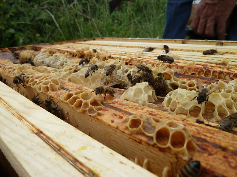 La ruche Macareux moine