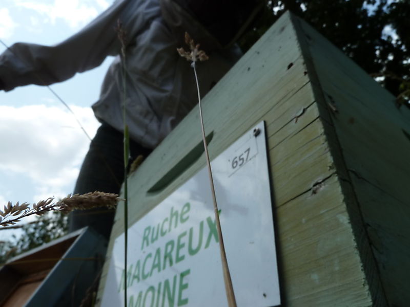 La ruche Macareux moine