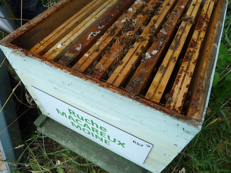 La ruche Macareux moine