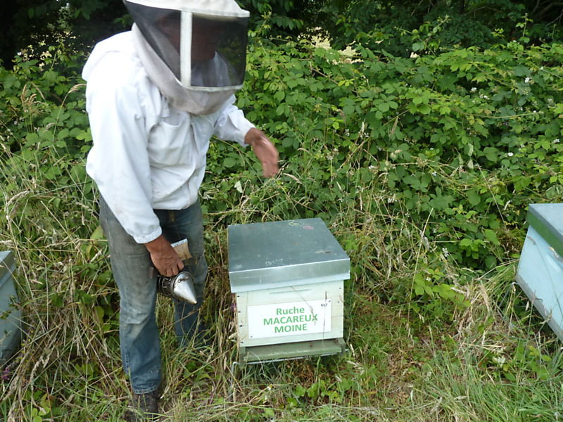 La ruche Macareux moine
