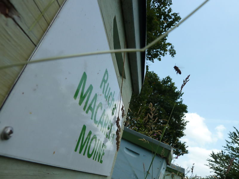 La ruche Macareux moine