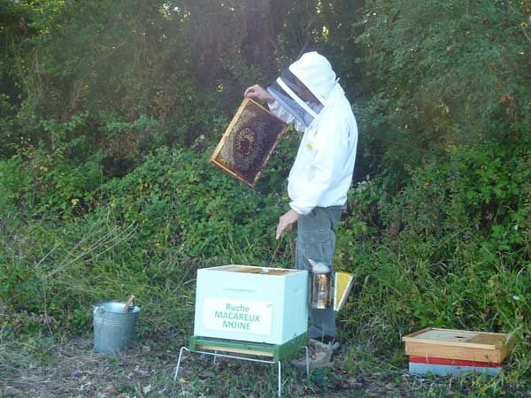 La ruche Macareux moine